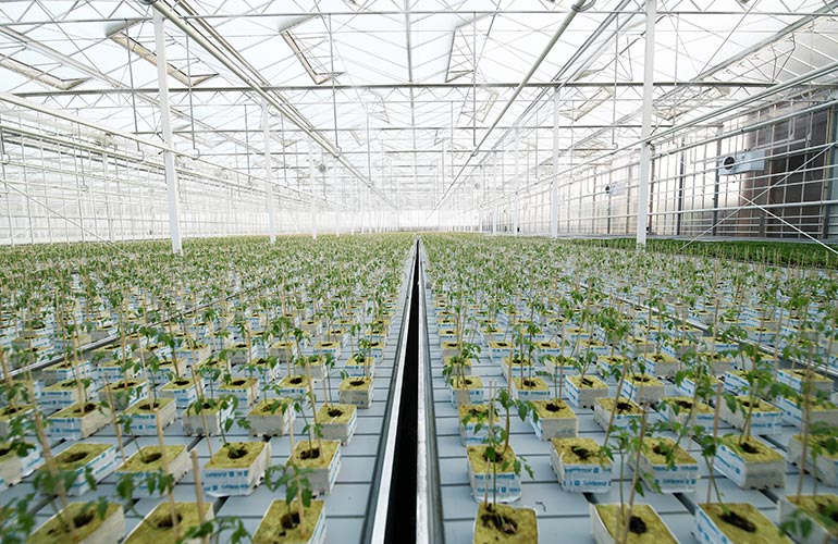 hydroponic farm of Nature’s Miracle